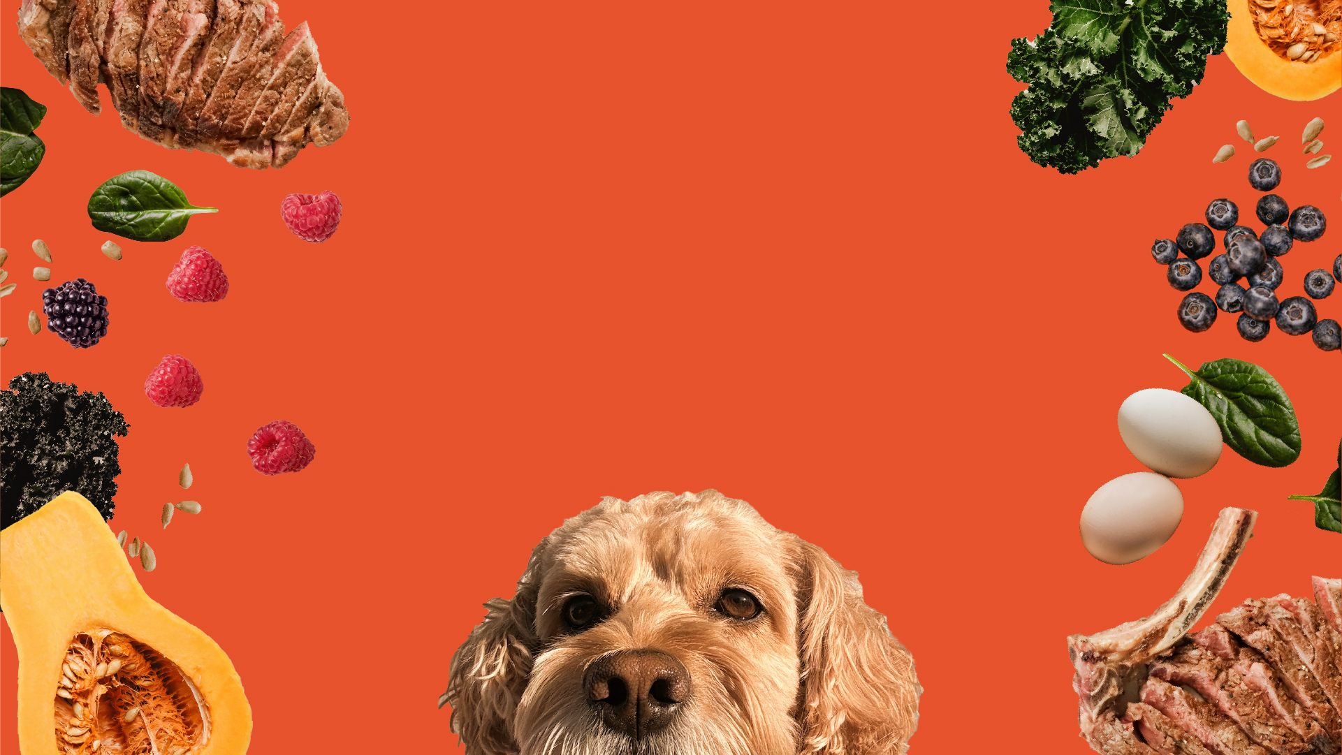 Happy dog running through a field